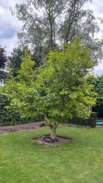 Prachtige Magnolia soulangeana – 4 meter hoog!, Overige soorten, Lente, 250 tot 400 cm, Ophalen