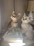 Bengaal kittens, Dieren en Toebehoren, Katten en Kittens | Raskatten | Korthaar, Meerdere dieren, Ontwormd, 0 tot 2 jaar