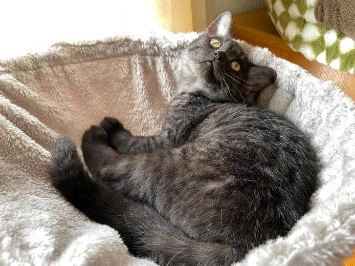 Britse korthaar x bengaal mix, Dieren en Toebehoren, Katten en Kittens | Overige Katten, Kortharig, Poes, 0 tot 2 jaar