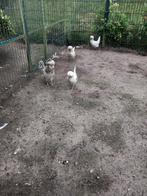 Kuifhoen kriel, Dieren en Toebehoren, Pluimvee, Vrouwelijk, Kip