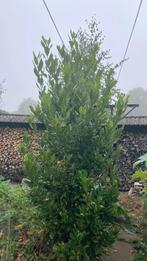 Laurier (laurus nobilis) eetbaar, Ophalen, Halfschaduw, Overige soorten, 100 tot 250 cm