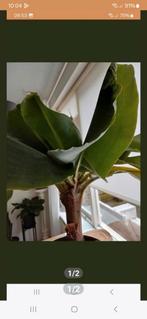 Bananenplant, Minder dan 100 cm, Halfschaduw, Ophalen