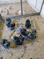 Cochin kippen, Meerdere dieren, Kip