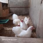 Wyandotte broedeieren, Dieren en Toebehoren, Vogels | Duiven, Geslacht onbekend, Overige soorten