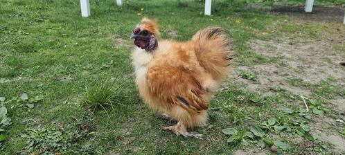 Zijdehoen showgirl kriel haan. Zeer zeldzaam !, Dieren en Toebehoren, Pluimvee, Kip, Mannelijk