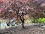 Prachtige Japanse Esdoorn – 150 cm hoog, 3 meter breed, Ophalen, Overige soorten