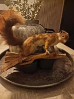 Opgezette Eekhoorn op Houten Tak, Ophalen of Verzenden