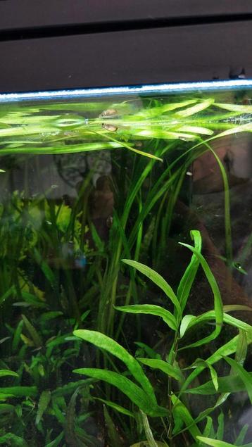 Blue tiger endler baby guppen beschikbaar voor biedingen