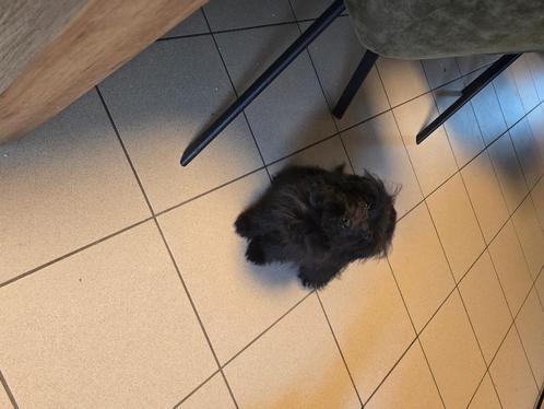Pomapoo puppy, Dieren en Toebehoren, Honden | Chihuahua's en Gezelschapshonden, Teef, Overige rassen, Particulier, Eén hond, België