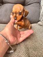 Kaninchen teckel pupjes, Dieren en Toebehoren, Honden | Teckels en Dashonden, Kaninchen, 8 tot 15 weken, Korthaar, Meerdere