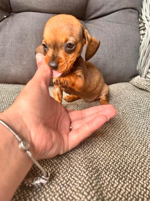 Kaninchen teckel pupjes, Dieren en Toebehoren, Honden | Teckels en Dashonden, Meerdere dieren, Korthaar, Kaninchen, Particulier