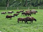 Baggerbonte ram lammeren, Dieren en Toebehoren, Schapen, Geiten en Varkens, Mannelijk, Schaap