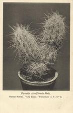 Cactus, Opuntia Cereiformis Web. (1940s) Ansichtkaart, Ophalen of Verzenden, 1920 tot 1940, Ongelopen, Natuur
