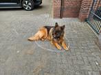 Gratis ter overname Duitse herder., 6 jaar of ouder, Eén hond, Nederland, Particulier