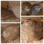 Japanse kwartels en eieren, Geslacht onbekend, Overige soorten