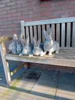Jonge vlaamse reuzen te koop!, Dieren en Toebehoren, Konijnen, Meerdere dieren, Groot