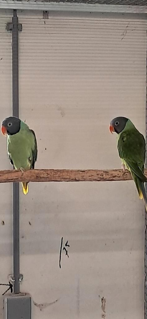 Koppel Grijskop Edel Finchii Split Geel, Dieren en Toebehoren, Vogels | Parkieten en Papegaaien, Parkiet, Meerdere dieren, Geringd
