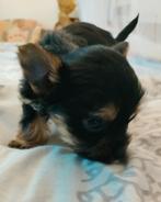 Super Mini Yorkshire terrier Teefje, Dieren en Toebehoren, Yorkshire Terriër, Teef, Eén hond, Nederland