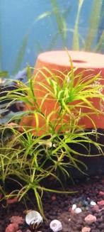 Aquarium planten (stekken), Ophalen, Nieuw, Plant(en), Steen of Hout