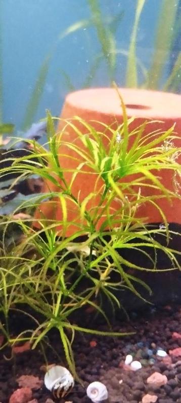 Aquarium planten (stekken) beschikbaar voor biedingen