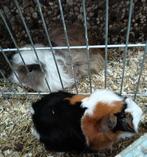Koppel cavia 's, Dieren en Toebehoren, Knaagdieren, April, Meerdere dieren, Cavia