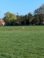 Logeer in ons bakhuis met jouw paard  in de wei /of stal, Hobby en Vrije tijd, Overige Hobby en Vrije tijd, Ophalen of Verzenden