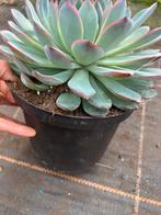 Echeveria hercules pot17cm, Tuin en Terras, Planten | Tuinplanten, Ophalen of Verzenden, Overige soorten, Volle zon