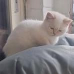 Kittens, Dieren en Toebehoren, Katten en Kittens | Raskatten | Korthaar, Meerdere dieren