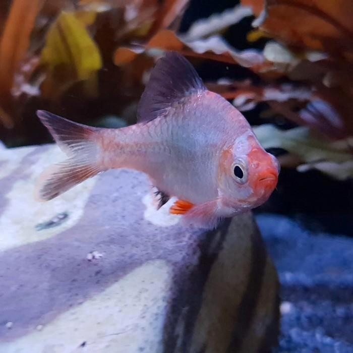 Capoeta tetrazona, Dieren en Toebehoren, Vissen | Aquariumvissen, Vis