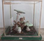 vintage botanisch model paddestoel in glazen plexi box h12, Antiek en Kunst, Verzenden
