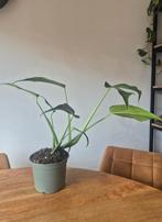 Monstera Burle Marx Flame., Ophalen of Verzenden, In pot, Halfschaduw, Minder dan 100 cm