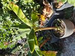Musa dwarf cavendish & acuminata 'red dacca', Ophalen, Minder dan 100 cm, Overige soorten, In pot