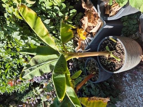 Musa dwarf cavendish & acuminata 'red dacca', Tuin en Terras, Planten | Fruitbomen, Overige soorten, Minder dan 100 cm, Halfschaduw