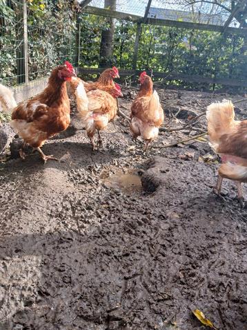 9 legkippen beschikbaar voor biedingen