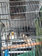 Major putters, Dieren en Toebehoren, Vogels | Kanaries, Mannelijk, Bastaard