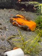 Ancistrussen (babys), Dieren en Toebehoren, Vissen | Aquariumvissen