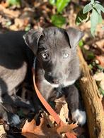 Mixed ras puppy, Dieren en Toebehoren, Particulier, 8 tot 15 weken, Buitenland, Teef