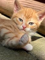 Rood witte tijger kitten, Dieren en Toebehoren, Katten en Kittens | Overige Katten, Kater