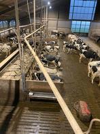 Vijzels krachtvoer of strooisel, Ophalen, 250 mm of meer