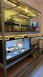 Vol glas terrarium 100x50x50, Ophalen, Zo goed als nieuw, Terrarium of Paludarium