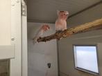 Inka Kaketoes, Dieren en Toebehoren, Meerdere dieren, Papegaai, Geringd
