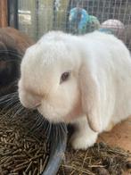 Minilop voedster, Vrouwelijk, Dwerg