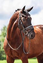 9-jarige KWPN ruin is op zoek naar 5 sterren huisje, Dieren en Toebehoren, Paarden, Gechipt, Ruin, M, Dressuurpaard