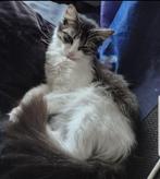 Lieve/aanhankelijke Noorse boskat vrouwtje bijna 2 jaar, Poes, Gechipt, 0 tot 2 jaar
