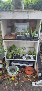 biologisch opgekweekte plantjes, Tuin en Terras, Planten | Tuinplanten, Ophalen, Zomer, Overige soorten, Volle zon