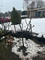 Reine Claude Pruimenboom, Tuin en Terras, Planten | Fruitbomen, Ophalen