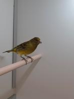 Bastaarden, Dieren en Toebehoren, Vogels | Overige Vogels, Meerdere dieren, Tropenvogel, Geringd