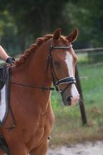 Knappe allround new forest ruin, Dieren en Toebehoren, B, Gechipt, Ruin, 3 tot 6 jaar