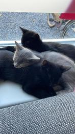 2 zwarte kittens aangeboden, Dieren en Toebehoren, Katten en Kittens | Overige Katten, Kater