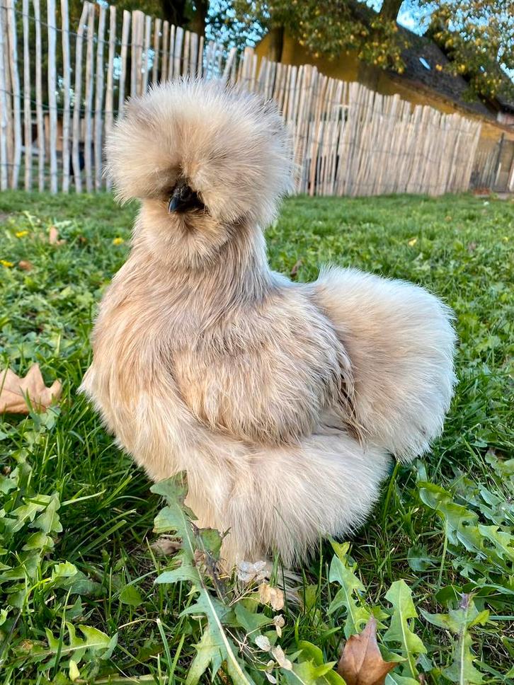 USA zijdehoen broedeieren 🐣🌼💚, Dieren en Toebehoren, Pluimvee, Kip, Meerdere dieren